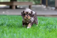 Maverick, a male Cockapoo for sale in Millersburg, OH – Photo 5 of 9