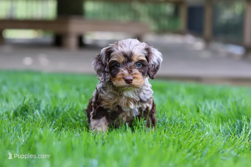 Maverick, a male Cockapoo for sale in Millersburg, OH – Photo 1 of 9