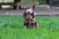 Maverick, a male Cockapoo for sale in Millersburg, OH – Photo 7 of 9