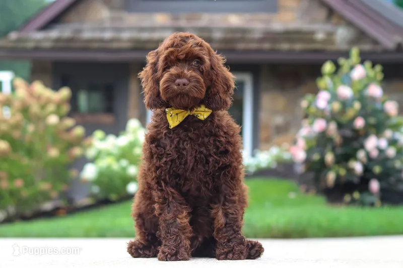 Sammie – Cockapoo puppy for sale in Millersburg, OH