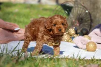 Archie, a male Cavapoo for sale in Millersburg, OH – Photo 6 of 9