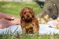 Archie, a male Cavapoo for sale in Millersburg, OH – Photo 4 of 9