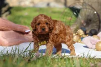 Archie, a male Cavapoo for sale in Millersburg, OH – Photo 7 of 9