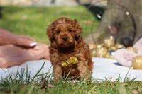 Archie, a male Cavapoo for sale in Millersburg, OH – Photo 1 of 9