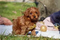 Archie, a male Cavapoo for sale in Millersburg, OH – Photo 8 of 9