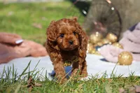 Archie, a male Cavapoo for sale in Millersburg, OH – Photo 2 of 9