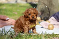 Archie, a male Cavapoo for sale in Millersburg, OH – Photo 5 of 9