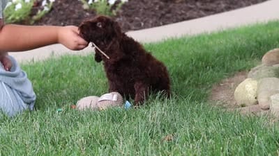 Sammie, a male Cockapoo for sale in Millersburg, OH – 5 of 5