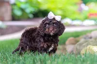 Sophie, a female Cockapoo for sale in Millersburg, OH – 4 of 10