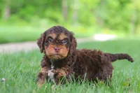 Rose, a female Cockapoo for sale in Millersburg, OH – 2 of 5
