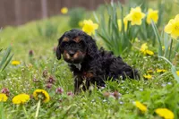 Jake, a male Cavapoo for sale in Millersburg, OH – Photo 2 of 8