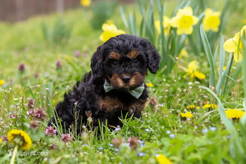 Jake – Cavapoo puppy for sale in Millersburg, OH