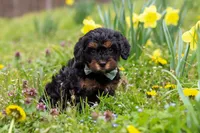 Jake, a male Cavapoo for sale in Millersburg, OH – Photo 1 of 8