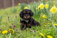 Jake, a male Cavapoo for sale in Millersburg, OH – Photo 3 of 8