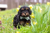 Jake, a male Cavapoo for sale in Millersburg, OH – Photo 7 of 8