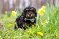 Jake, a male Cavapoo for sale in Millersburg, OH – Photo 5 of 8