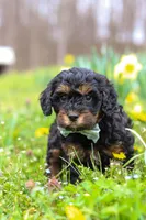 Jake, a male Cavapoo for sale in Millersburg, OH – Photo 6 of 8