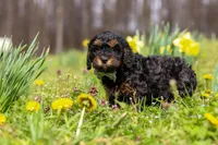 Jake, a male Cavapoo for sale in Millersburg, OH – Photo 8 of 8