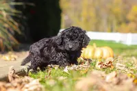 Landon, a male Cavapoo for sale in Millersburg, OH – 5 of 5
