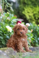 Willow, a female Cockapoo for sale in Millersburg, OH – 2 of 8