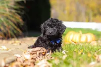 Landon, a male Cavapoo for sale in Millersburg, OH – 4 of 5