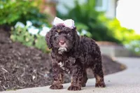 Faye, a female Cockapoo for sale in Millersburg, OH – 4 of 8