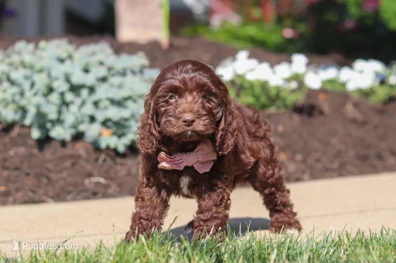 Casey – Cockapoo puppy for sale in Millersburg, OH