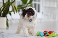 Forrest, a male Cockapoo for sale in Millersburg, OH – 4 of 8