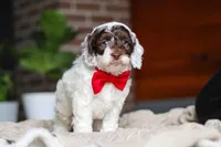 Forrest, a male Cockapoo for sale in Millersburg, OH – Photo 4 of 6