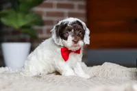 Forrest, a male Cockapoo for sale in Millersburg, OH – Photo 3 of 6