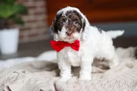 Forrest, a male Cockapoo for sale in Millersburg, OH – Photo 6 of 6
