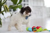 Forrest, a male Cockapoo for sale in Millersburg, OH – 7 of 8