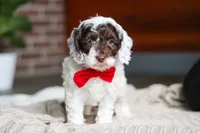 Forrest, a male Cockapoo for sale in Millersburg, OH – Photo 5 of 6