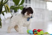 Forrest, a male Cockapoo for sale in Millersburg, OH – 3 of 8