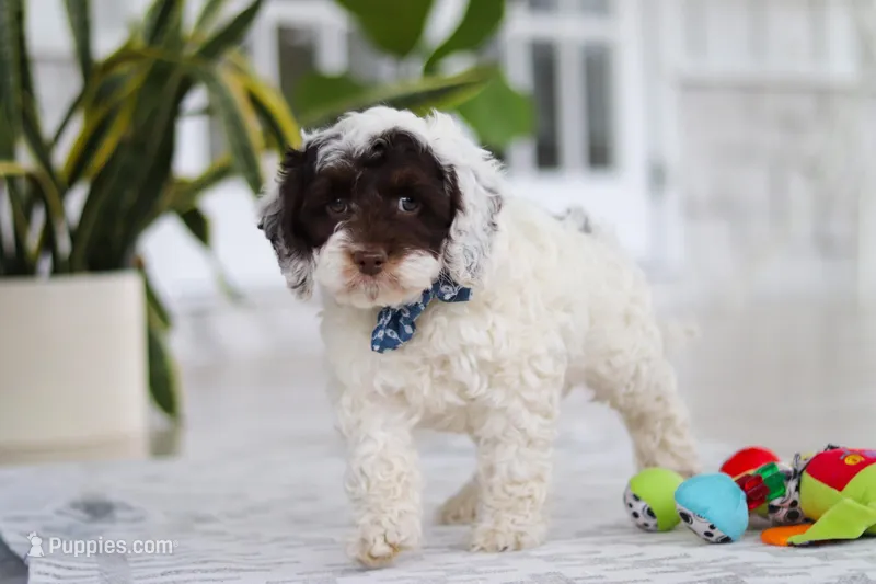 Forrest – Cockapoo puppy for sale in Millersburg, OH