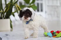 Forrest, a male Cockapoo for sale in Millersburg, OH – 1 of 8