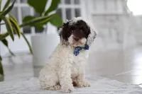 Forrest, a male Cockapoo for sale in Millersburg, OH – 8 of 8