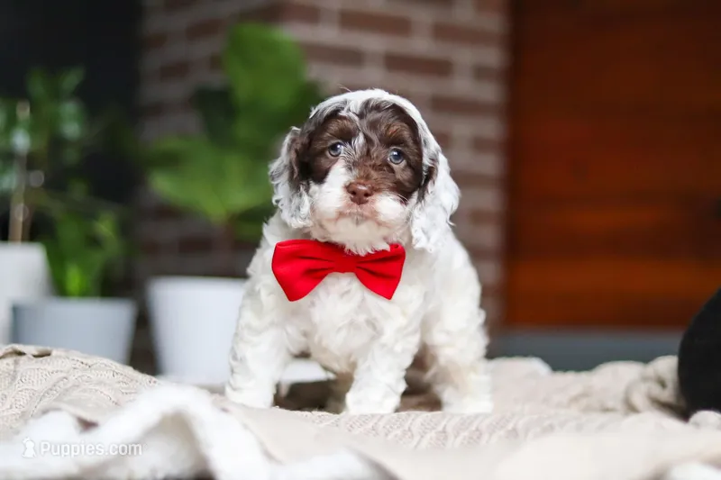 Forrest – Cockapoo puppy for sale in Millersburg, OH