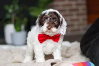 Forrest, a male Cockapoo for sale in Millersburg, OH – Photo 2 of 6