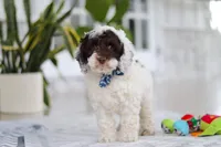 Forrest, a male Cockapoo for sale in Millersburg, OH – 5 of 8