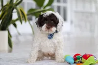 Forrest, a male Cockapoo for sale in Millersburg, OH – 2 of 8