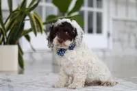 Forrest, a male Cockapoo for sale in Millersburg, OH – 6 of 8