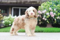 Oakley, a male Cockapoo for sale in Millersburg, OH – 6 of 8
