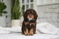 Theodore, a male Cockapoo for sale in Millersburg, OH – 3 of 8