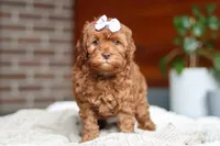 Willow, a female Cockapoo for sale in Millersburg, OH – Photo 8 of 10