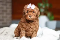 Willow, a female Cockapoo for sale in Millersburg, OH – Photo 4 of 10