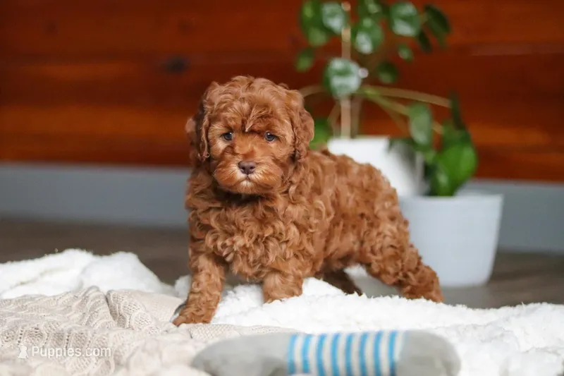 Willow – Cockapoo puppy for sale in Millersburg, OH
