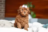 Willow, a female Cockapoo for sale in Millersburg, OH – Photo 2 of 10