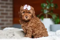 Willow, a female Cockapoo for sale in Millersburg, OH – Photo 6 of 10