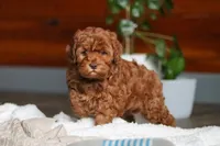 Willow, a female Cockapoo for sale in Millersburg, OH – Photo 10 of 10